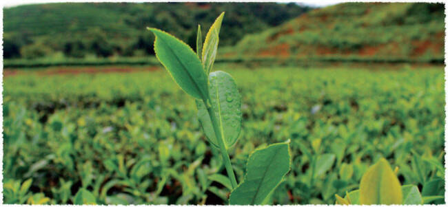 Tie Guan Yin Tea