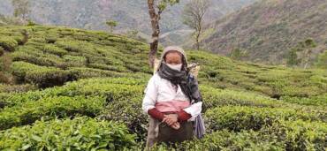 Darjeeling – Hoàng đế trà đen