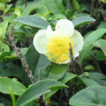 axit amin trong trà