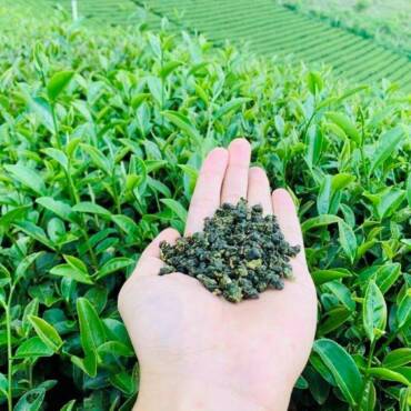 Vì Sao Trà Ô Long Tứ Quý Được Gọi Là “Four Seasons Oolong”?