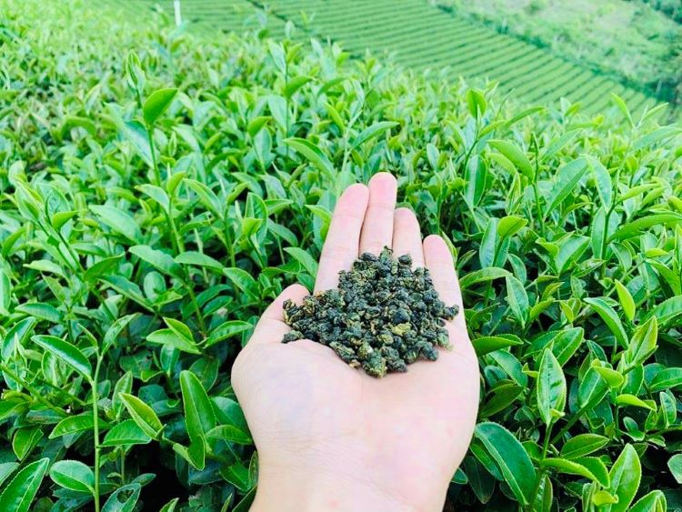 cây trà Ô long Tứ Quý
